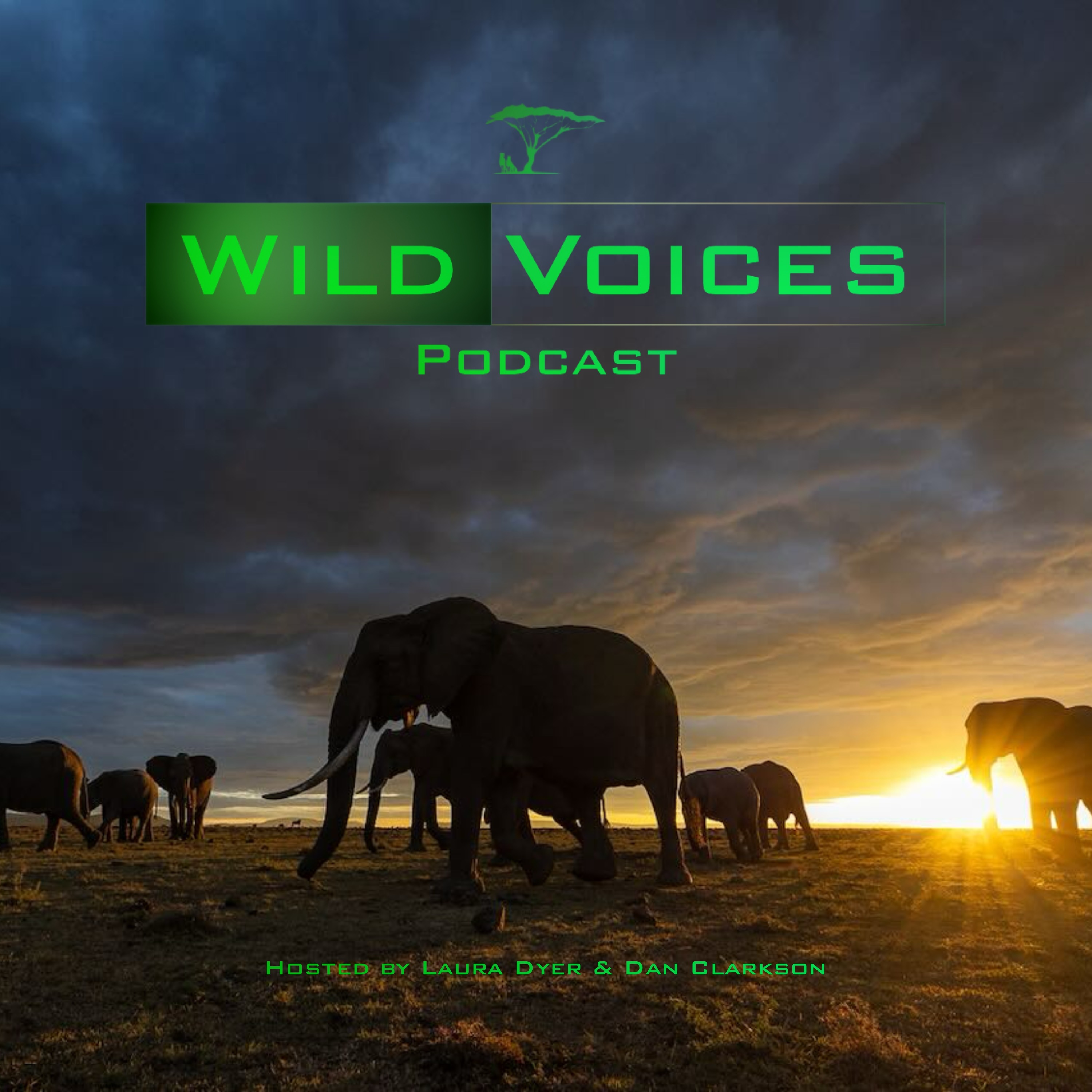 Wild Voices