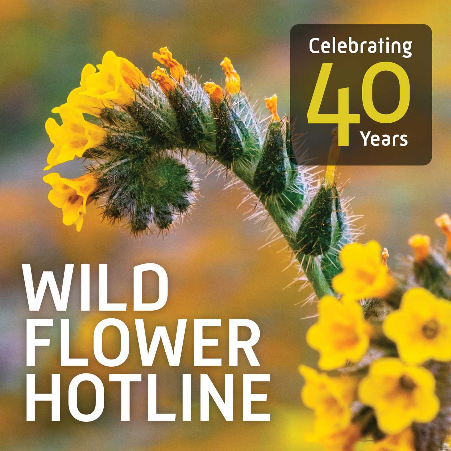 Theodore Payne Foundation Wild Flower Hotline