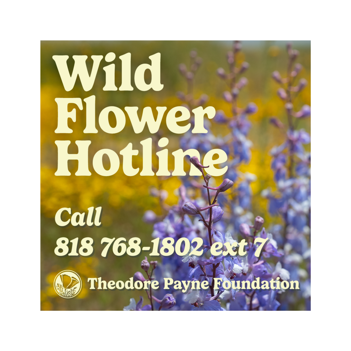 Wild Flower Hotline March 29, 2024