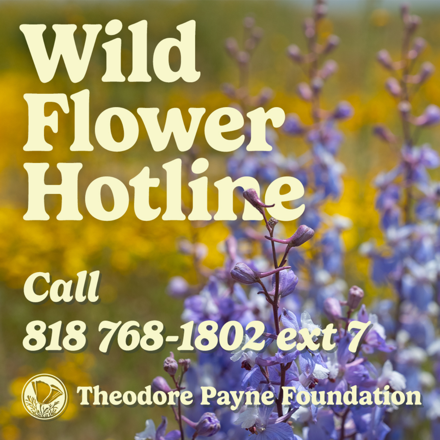 Wild Flower Hotline May 10, 2024