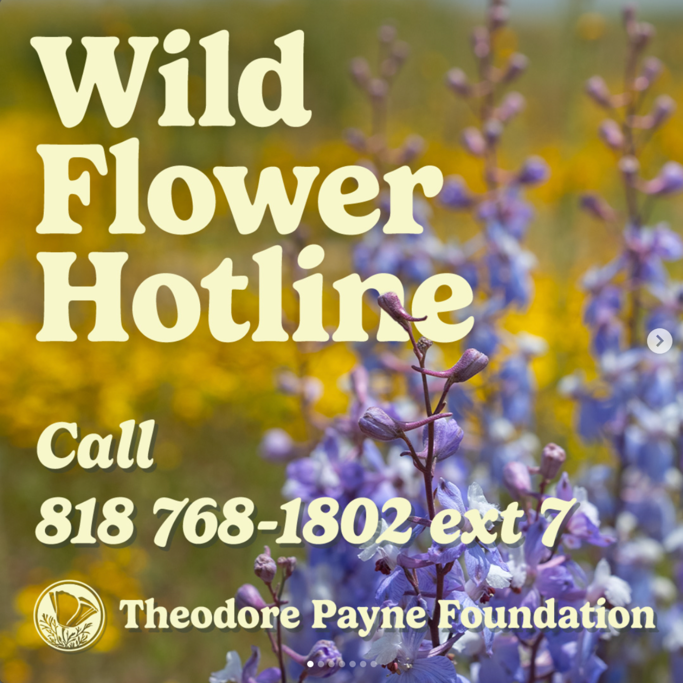 Wild Flower Hotline May 17, 2024