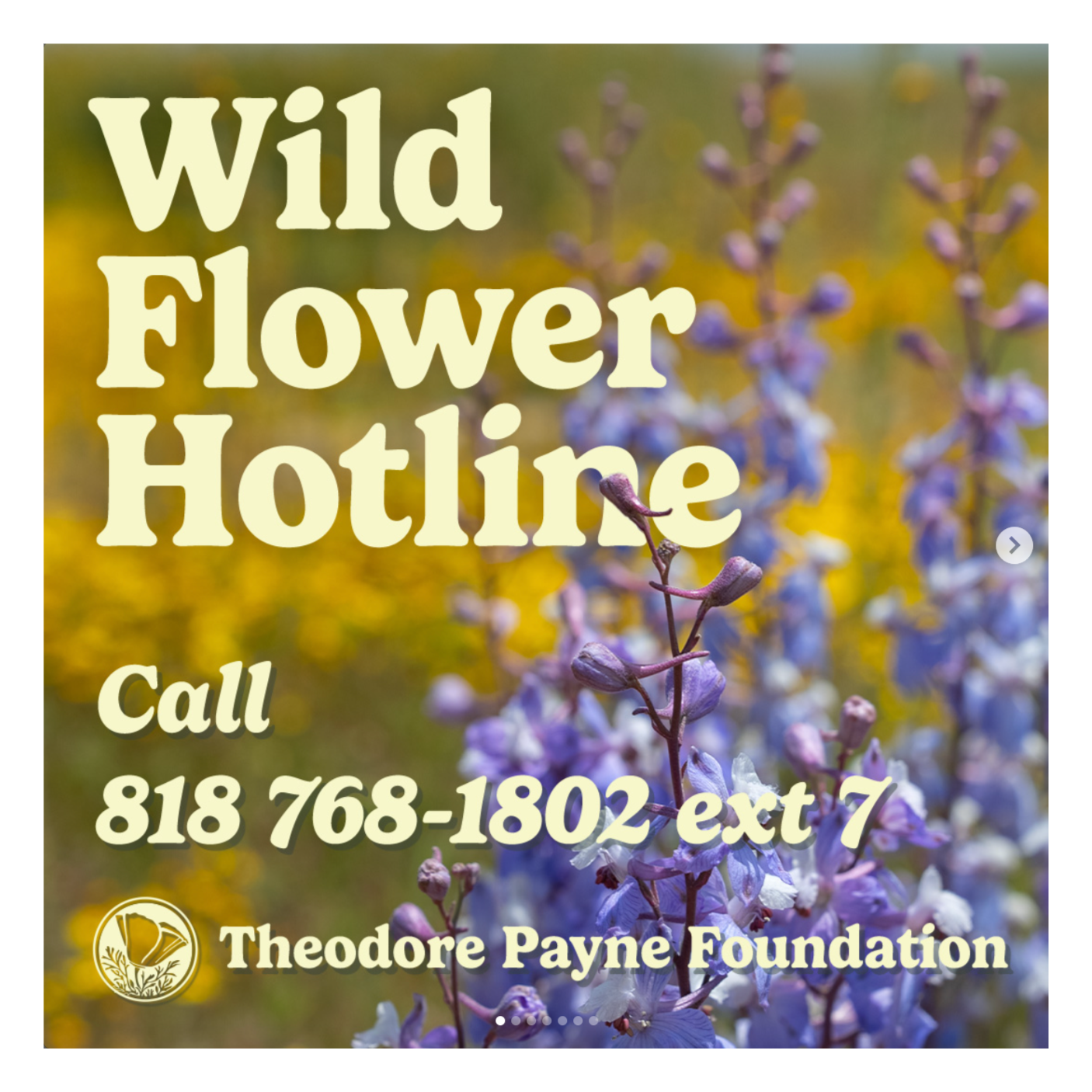 Wild Flower Hotline April 4, 2025