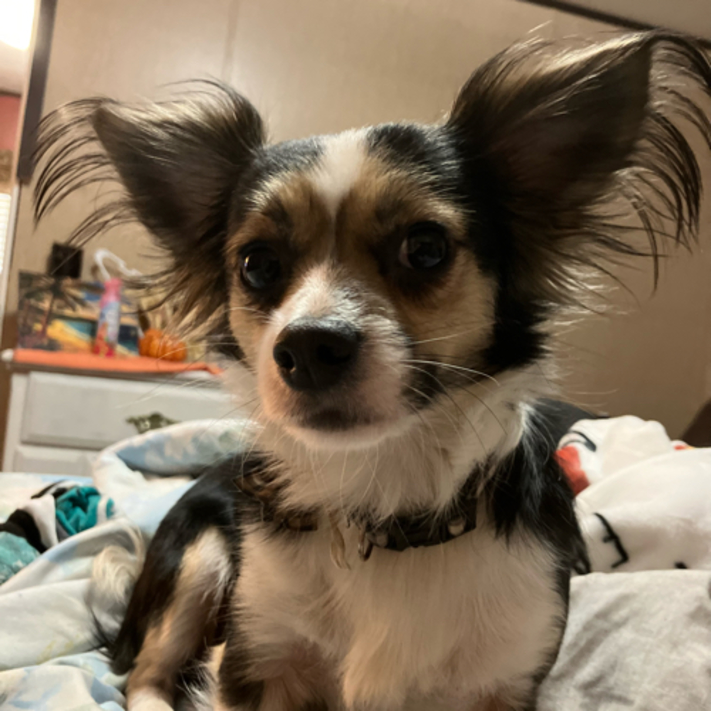 You Can’t Make This BS Up!