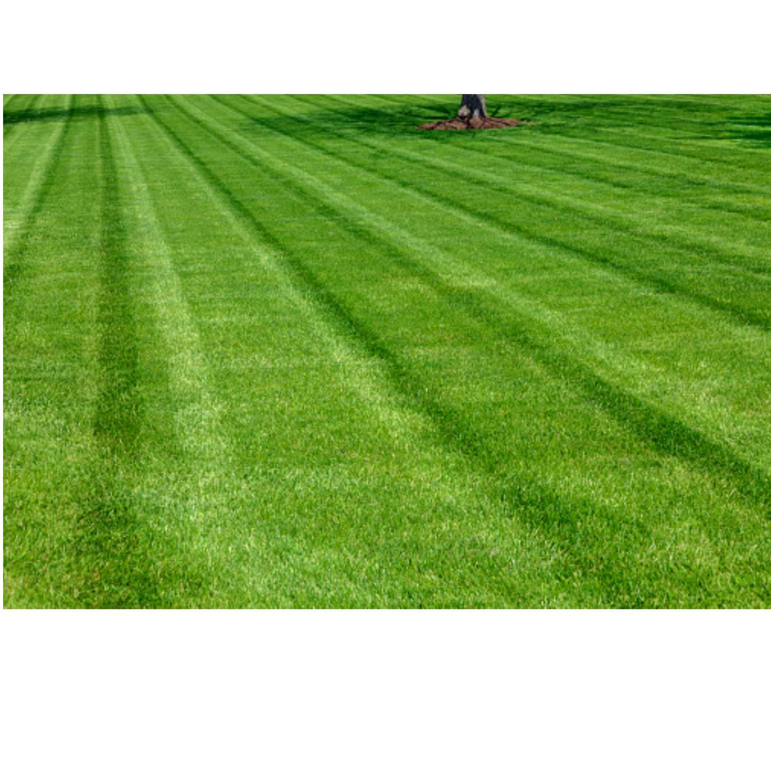 Greener grass
