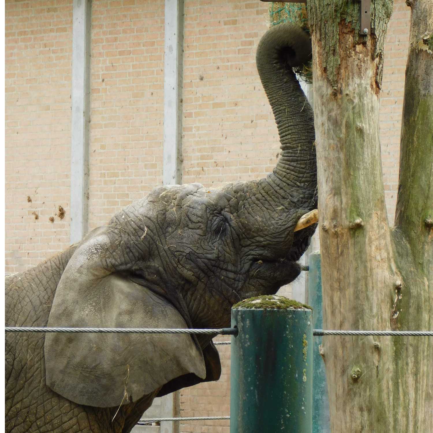 ZooBuds Podcast